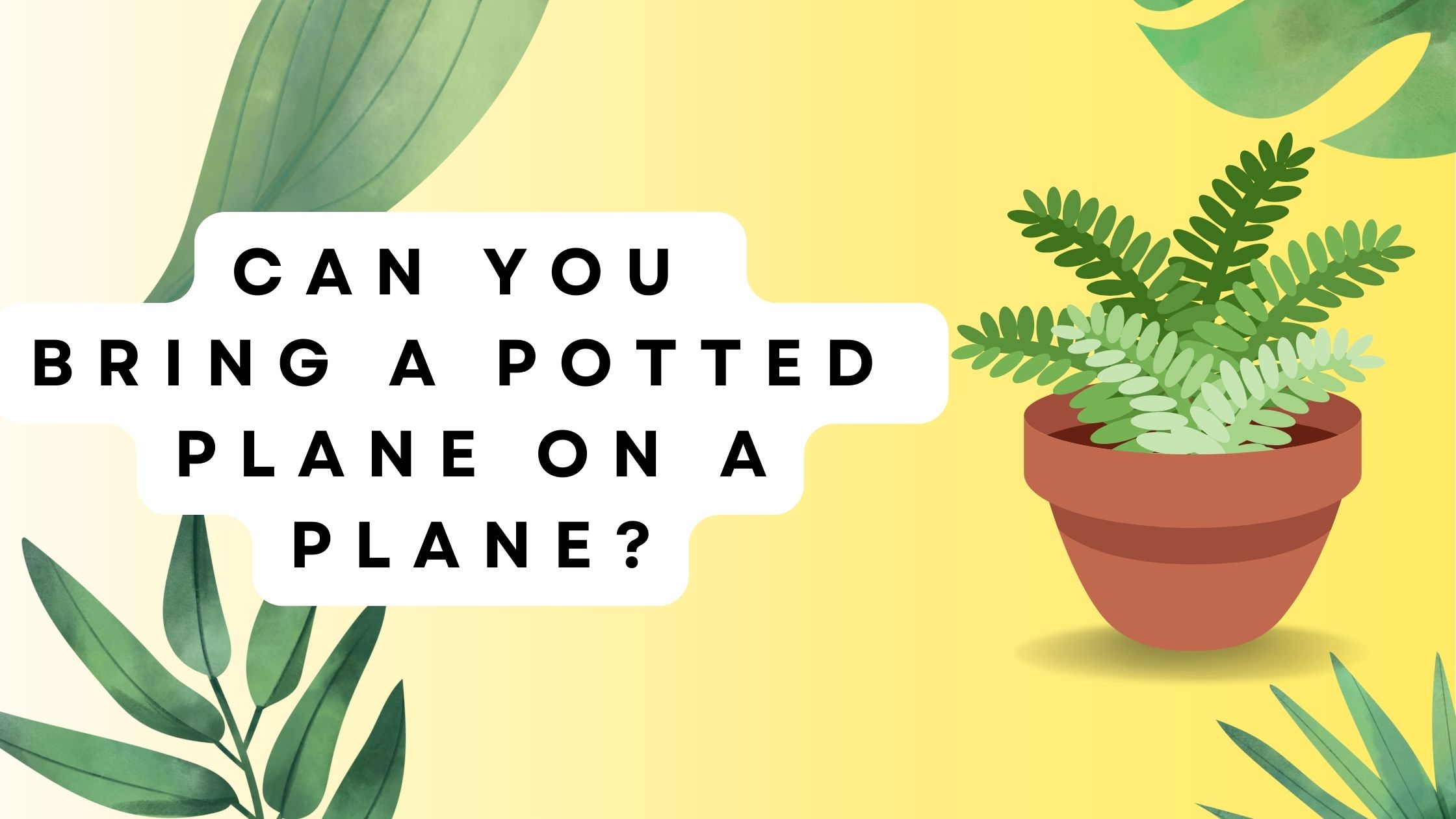 Can You Bring A Potted Plant On A Plane?